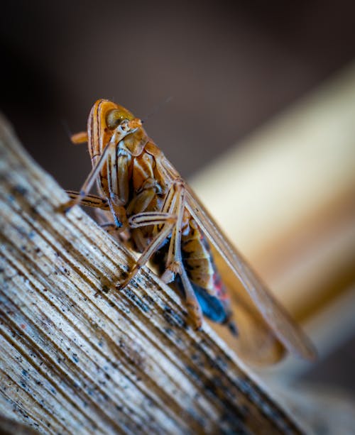 бесплатная Коричневое насекомое в макросъемке Стоковое фото