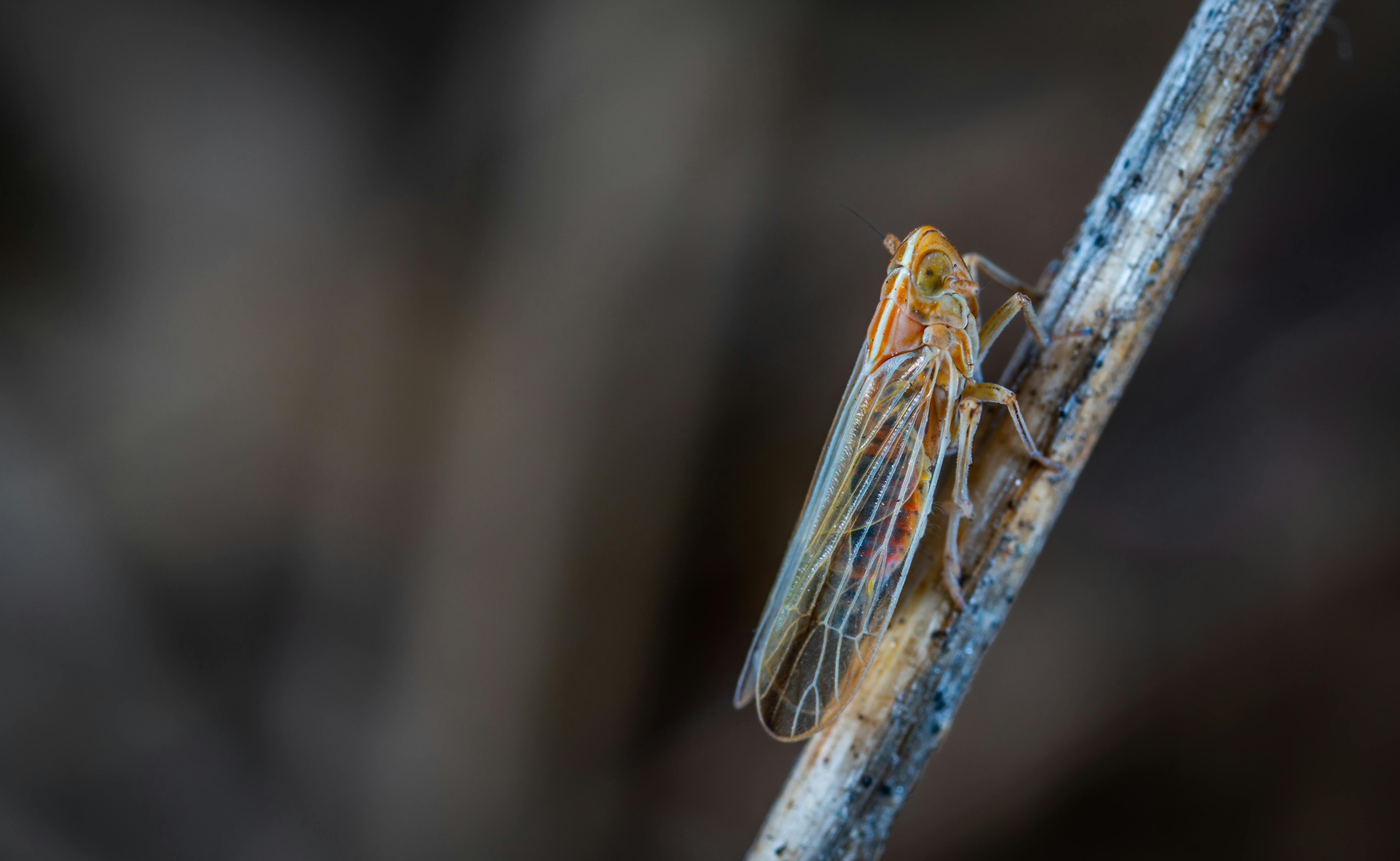 picture of a cicada