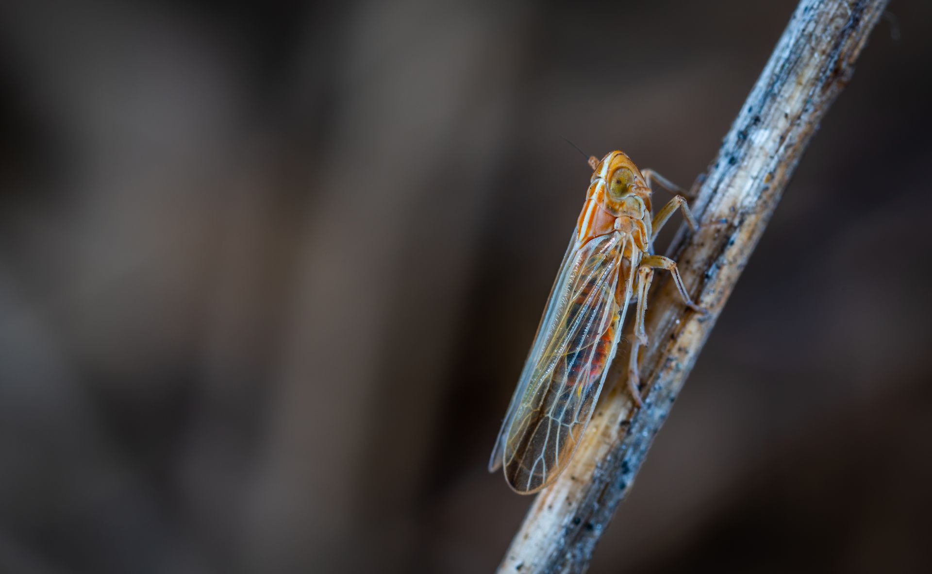 Closeup Photo of Brown and Gray Cicada on Twig