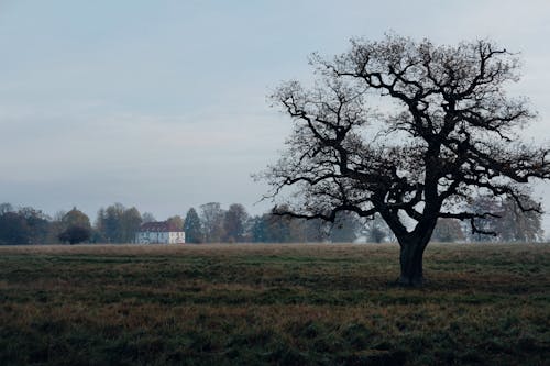 Imagine de stoc gratuită din arbori, câmp, la țară