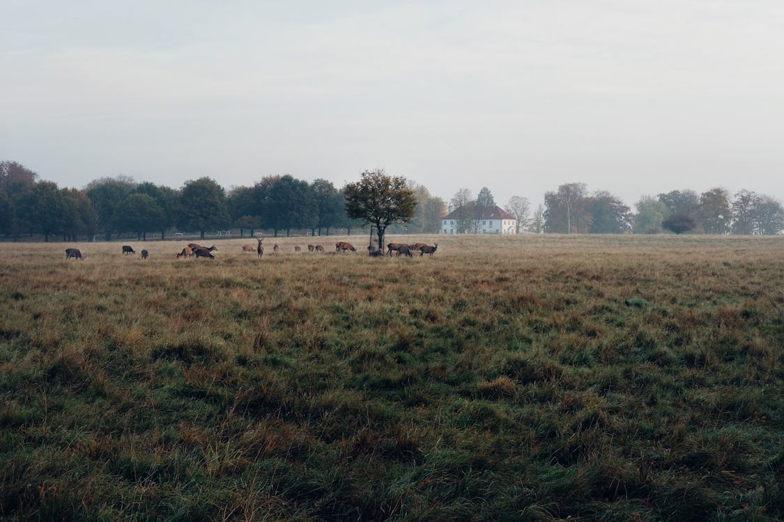 Imagine de stoc gratuită din agricultură, animale, câmp