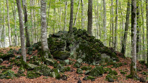 Free stock photo of forest, greenwood, trees forest Stock Photo
