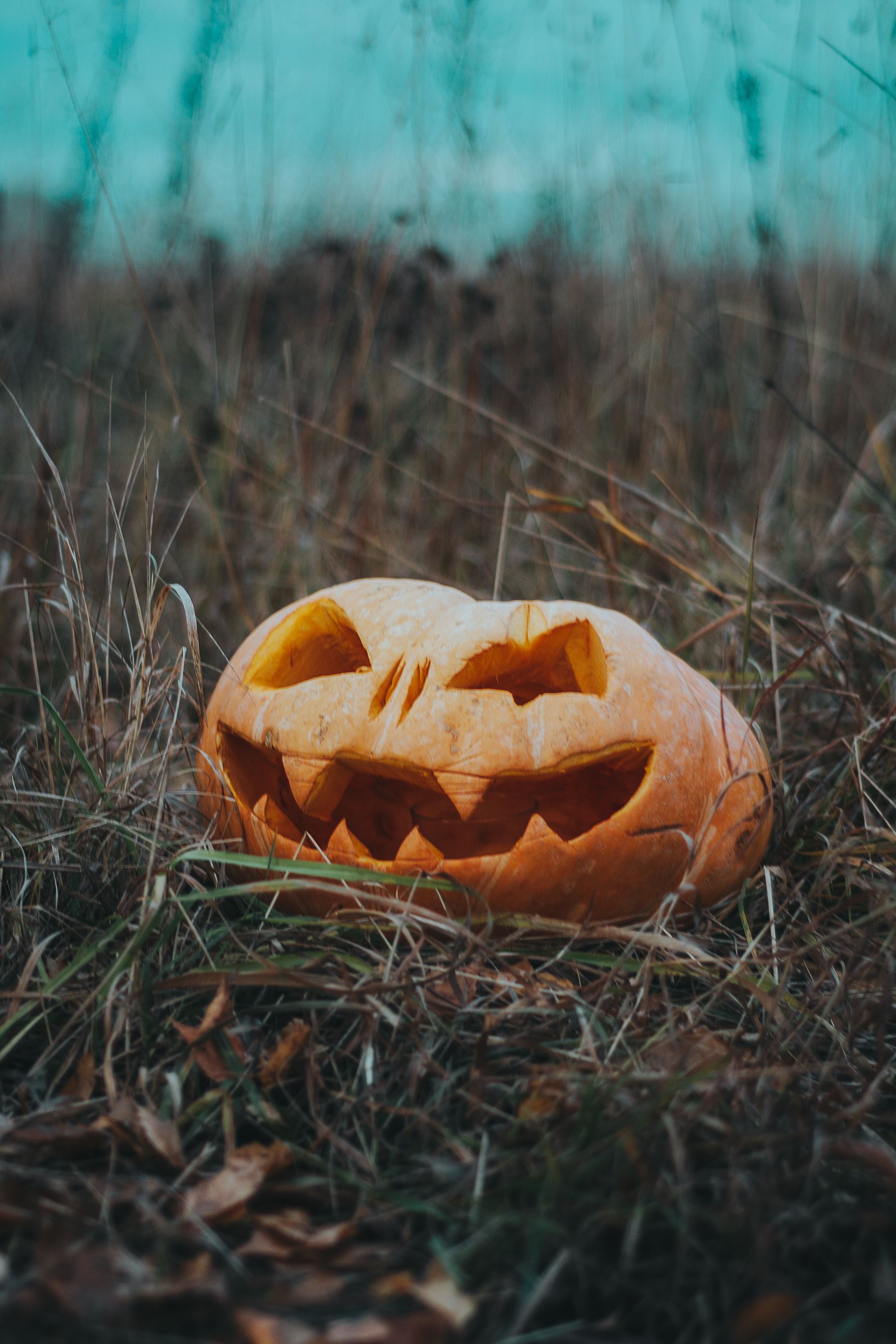 Halloween Pumpkin on Green Grass · Free Stock Photo