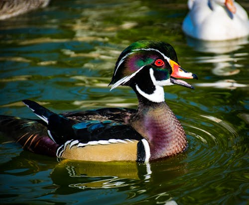 Бесплатное стоковое фото с вода, водоплавающая птица, животное