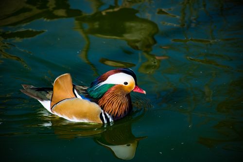 Free Mandarin duck gliding gracefully on pond water, showcasing vibrant plumage. Stock Photo