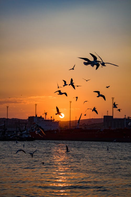 Free Flock of Birds Flying during Sunset Stock Photo