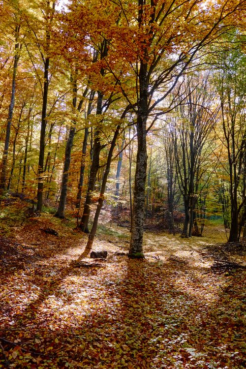 Free Serene autumn forest in Čačak, Serbia with colorful leaves and sunlight filtering through trees. Stock Photo