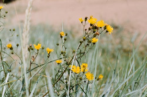 Yellow Dandelion Flowers in Bloom