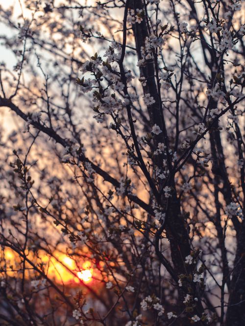 Free Cherry blossoms silhouetted against a vibrant sunset, showcasing nature's delicate beauty. Stock Photo