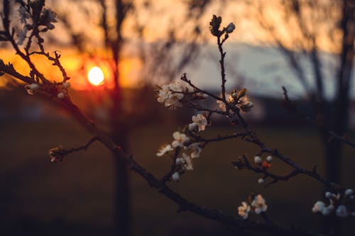 Free Selective Focus Photography of White Petaled Flowers Stock Photo