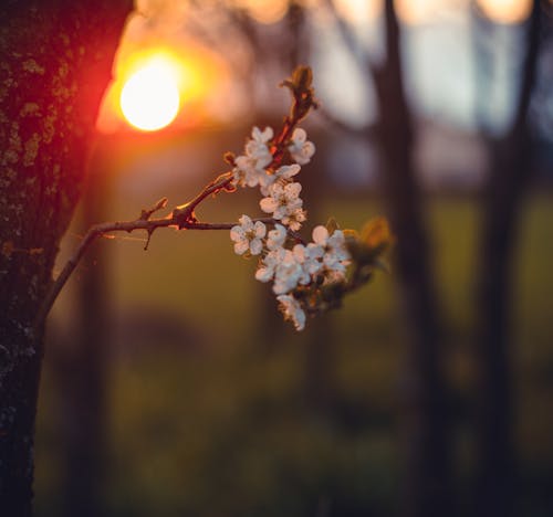 Gratis lagerfoto af blomster, bokeh, delikat