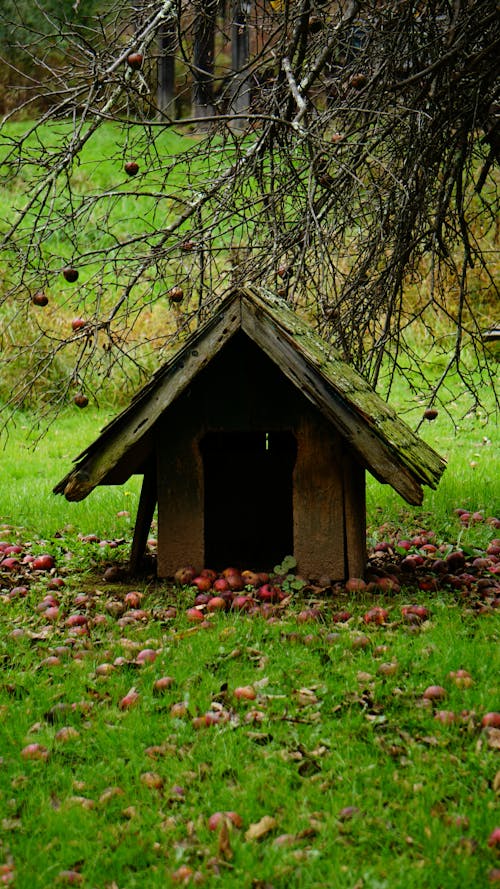 Foto profissional grátis de aldeia, árvore de maçã, casinha de cachorro