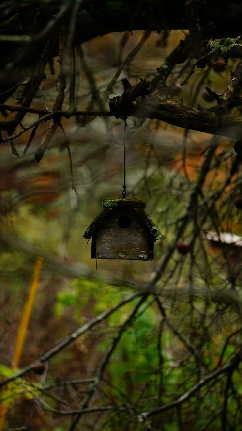 Foto d'estoc gratuïta de arbre, casa d'ocells, fosc