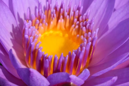 Gratis lagerfoto af åkande, blomst, blomstrende