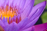 一个充满活力的紫色莲花特写镜头，展现了它精致的花瓣与内部结构