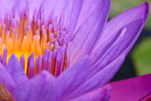 一个充满活力的紫色莲花特写镜头，展现了它精致的花瓣与内部结构