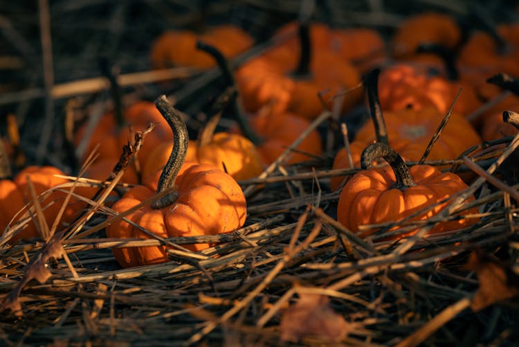 Tiny Pumpkins In Straw