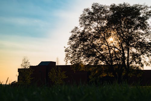 Sun Shining Through Trees 