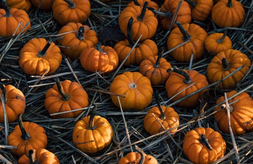 Free Close-up of small orange pumpkins scattered on hay, capturing fall harvest vibes. Stock Photo