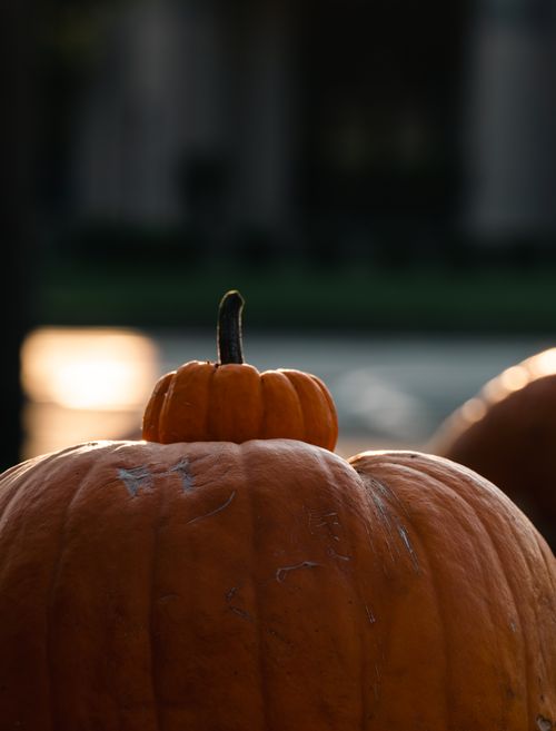 Free Warm autumn scene with pumpkins captured in soft, natural light. Ideal for seasonal themes. Stock Photo