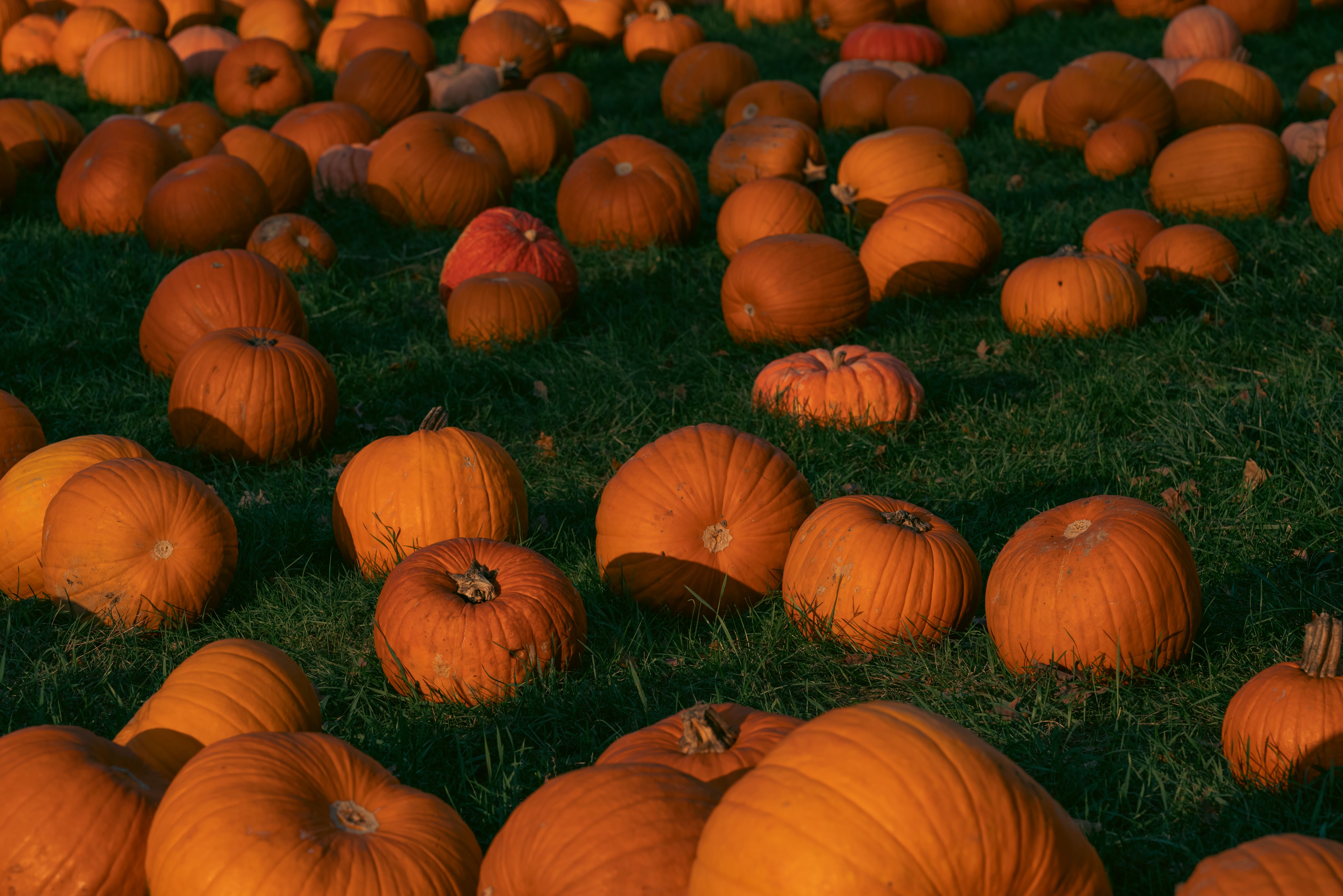Comment choisir la citrouille idéale pour Halloween