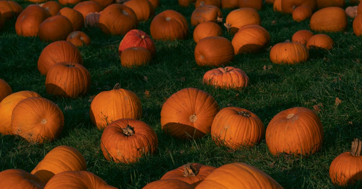 Comment choisir la citrouille idéale pour Halloween