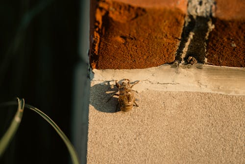 Foto stok gratis beetle, binatang, dinding