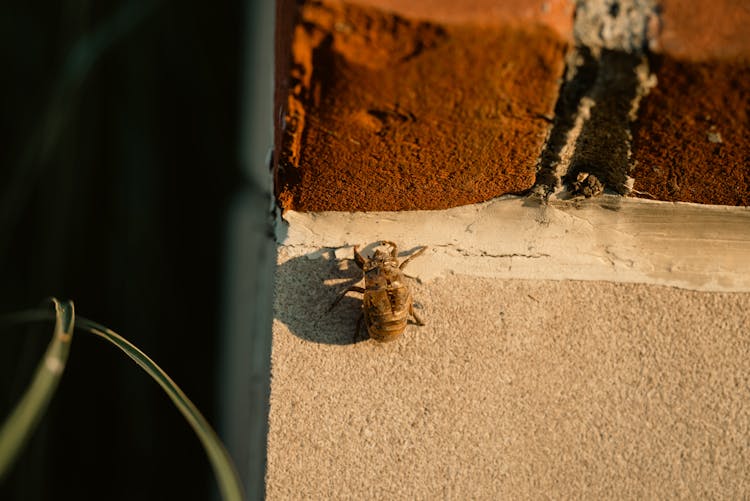 Close Up Of Beetle On Wall