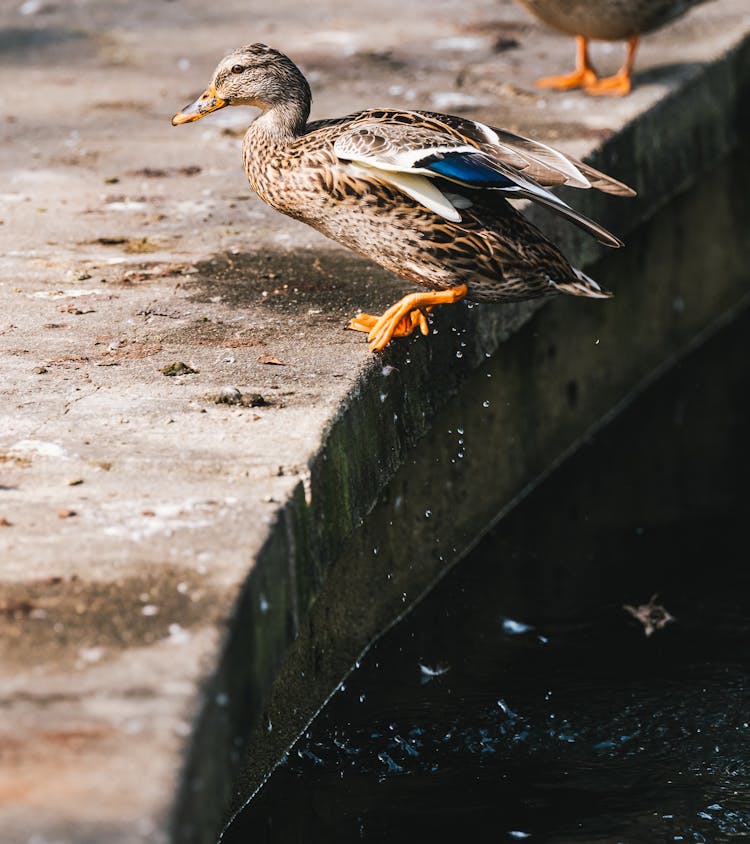 Water Dripping From Duck