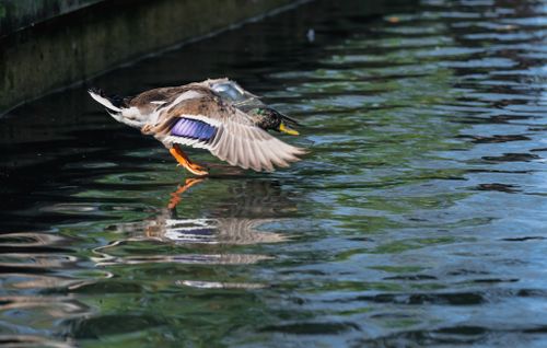 Free Close-up of a mallard duck in flight over a calm pond, showcasing vibrant plumage and reflection. Stock Photo