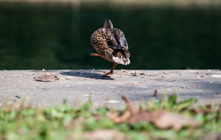 Close Up Of Duck