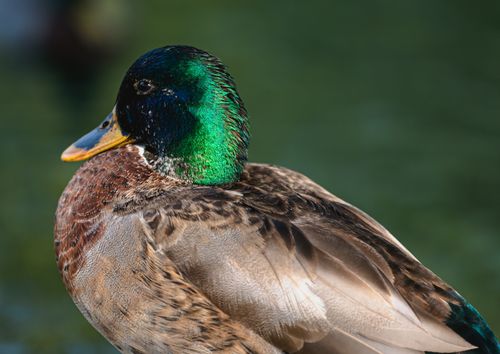 Free Detailed close-up of a mallard duck with iridescent green head in natural lighting. Stock Photo