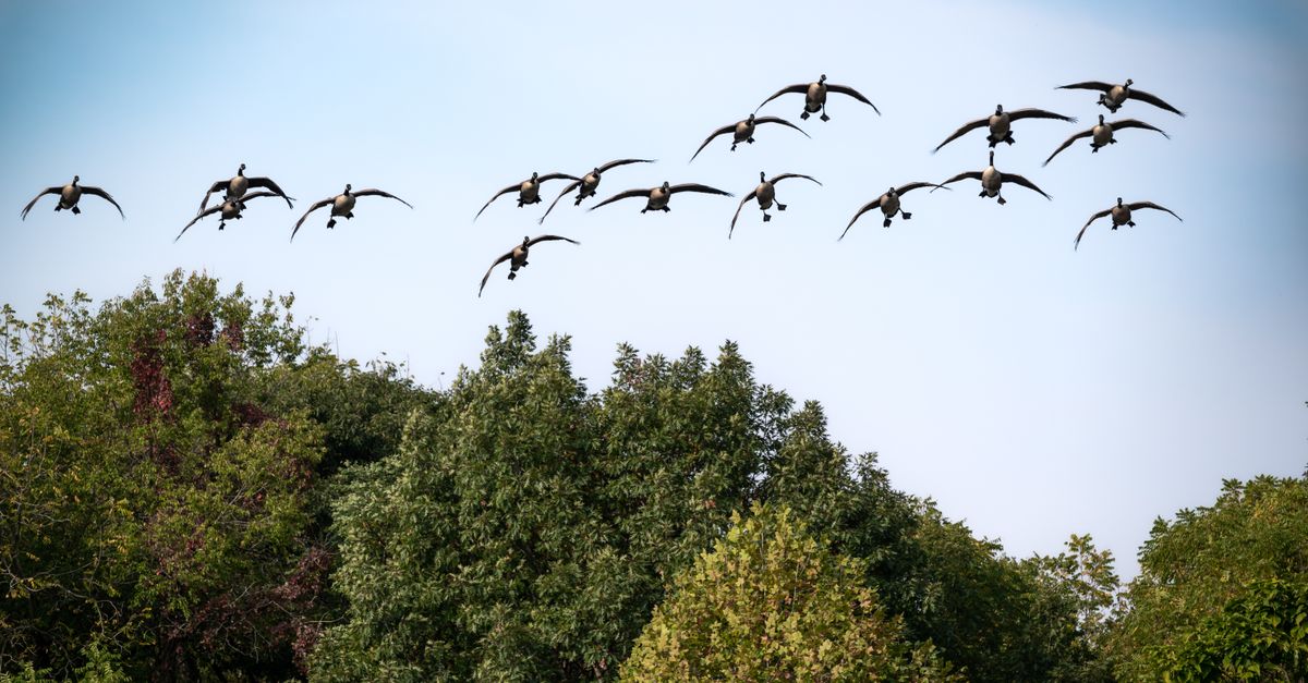 Flock Def Flock of Birds Flying Over Green Trees · Free Stock Photo
