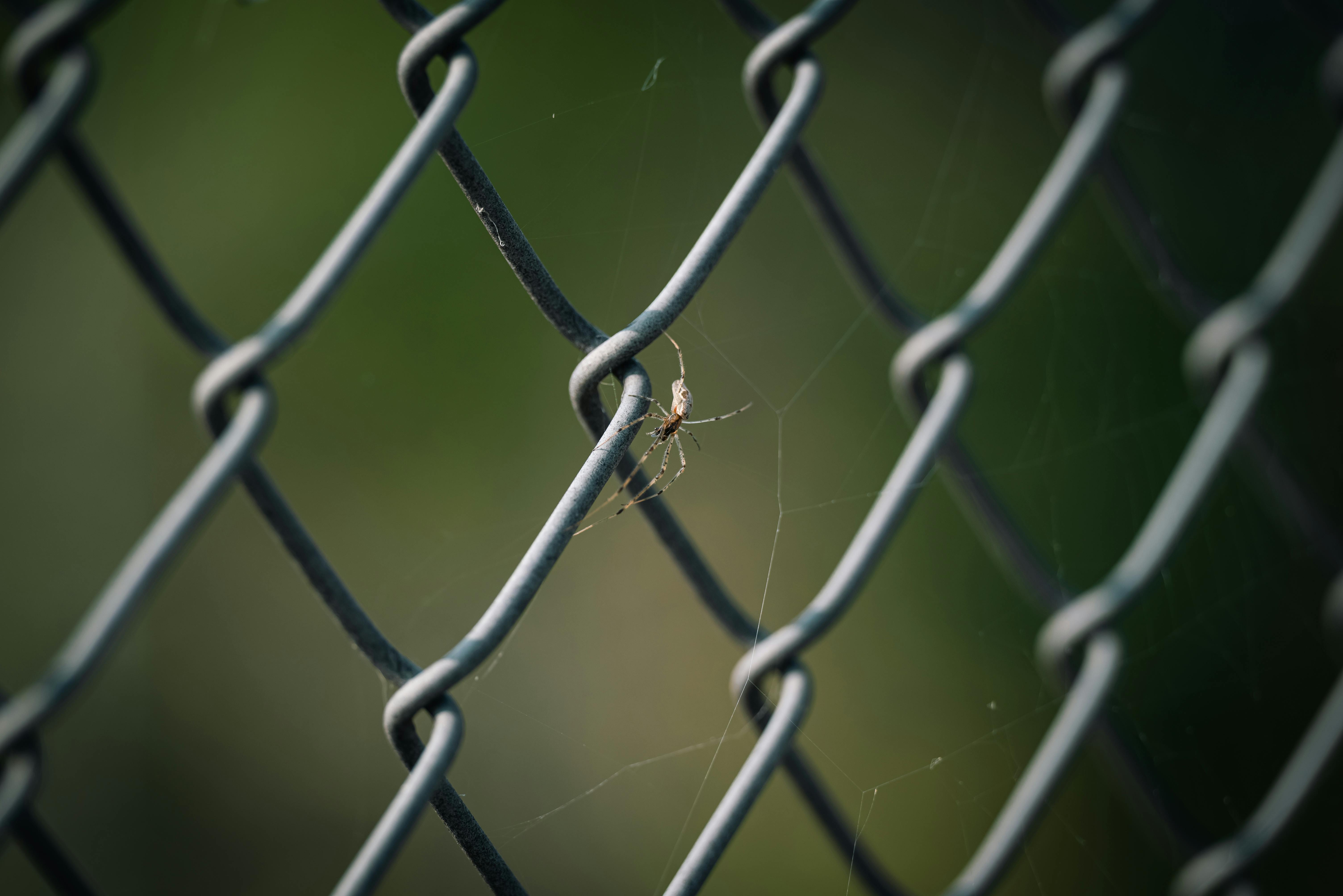 a spider on a chain link fence