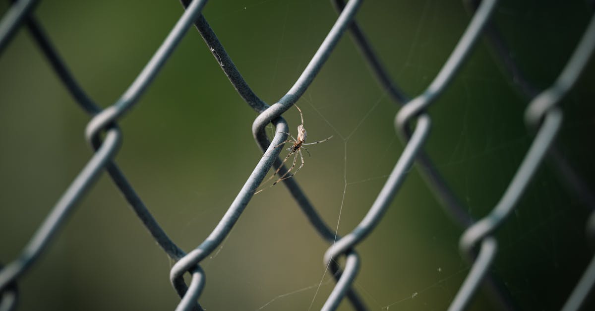 How to kill a spider wiki how meme
