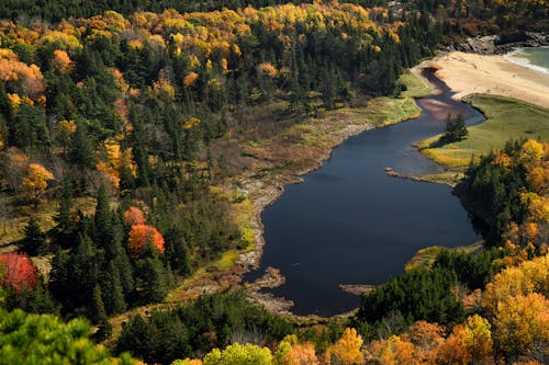 Trees Surrounding a Lake