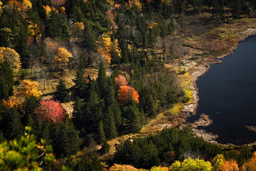 Stunning aerial shot of vibrant autumn forest along a lakeside, showing diverse foliage colors.
