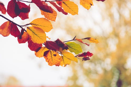 Photos gratuites de automne, branches d'arbre, fermer