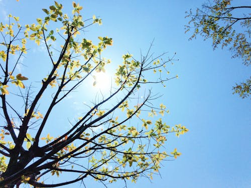 Безкоштовне стокове фото на тему «блакитне небо, вродлива, дерева»