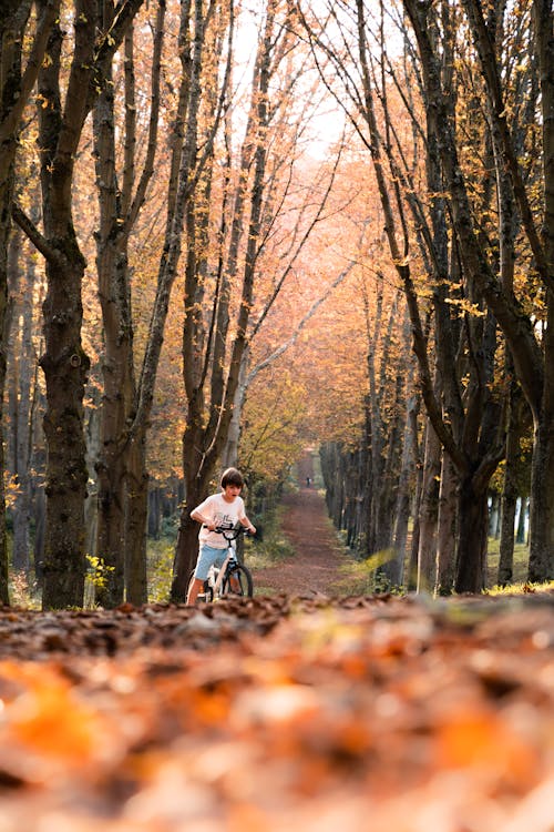 Gratis Immagine gratuita di alberi, autunno, bambino Foto a disposizione