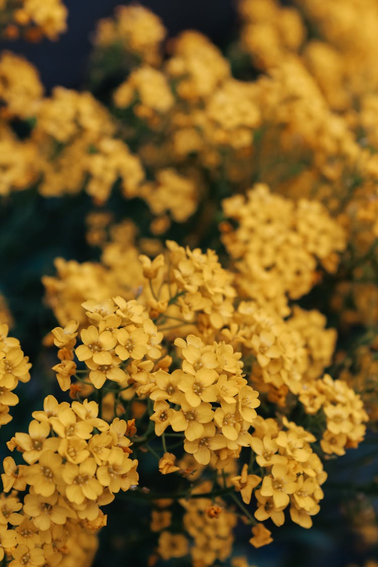 Yellow Alyssum In Tilt-Shift Lens 