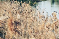 河岸宁静，金色的芦苇在秋风中轻轻摇曳