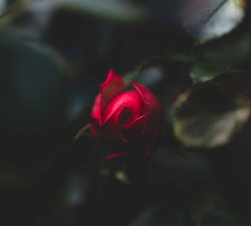 бесплатная Бесплатное стоковое фото с Красная роза, крупный план, флора Стоковое фото
