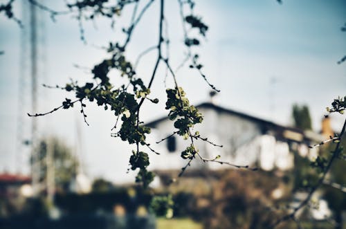 Kostnadsfri bild av gren, löv, makro