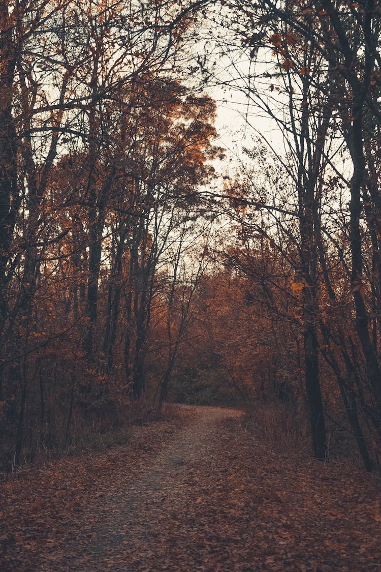 View Of A Path In A Forest