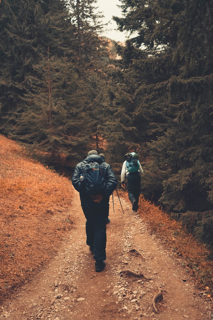 People Hiking In Forest