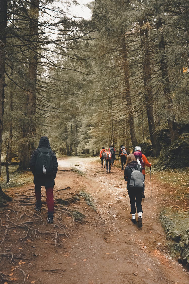 Group Of People Hiking In A Forest 