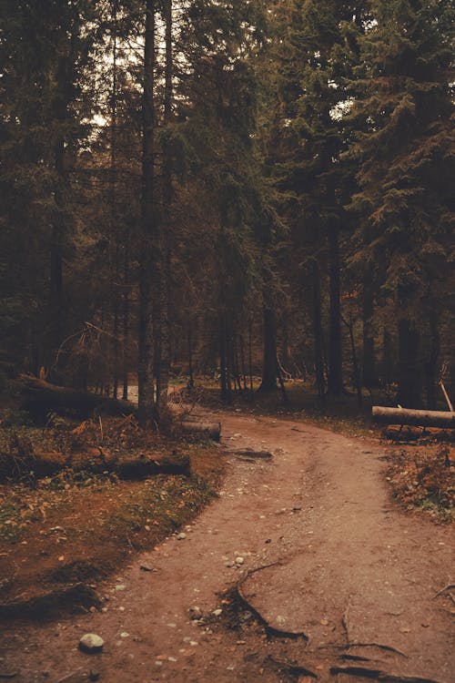 A Dirt Road in the Middle of the Forest with Green Trees