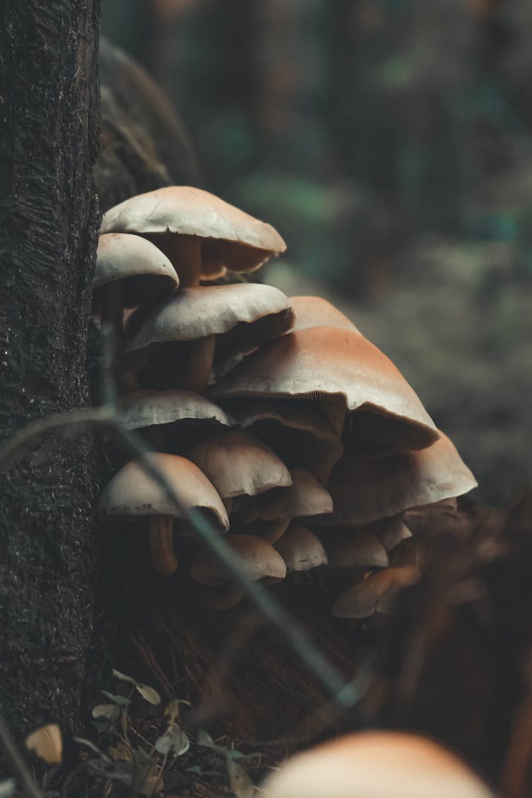 Fungi Growing On Tree Bark