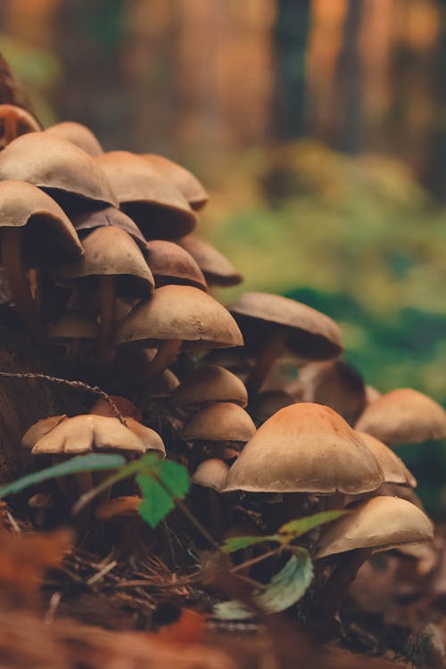 Close up of Mushrooms in a Forest